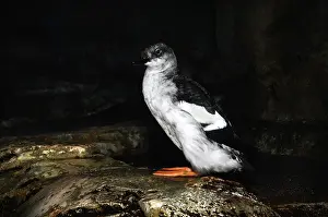 Cepphus: Pigeon Guillemot Juvenile
