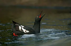 Cepphus: Pigeon Gulliemot - displaying