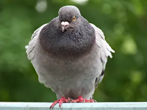 Blurred: A pigeon in light and dark grey plumage has fluffed up up