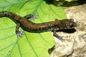 Plethodont: Pigeon Mountain Salamander