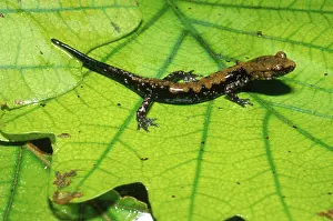 Caudata: Pigeon Mountain Salamander