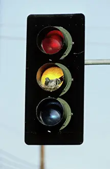 Livia: Pigeon Nesting in Traffic Light