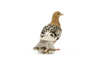 Nuremberg: Pigeon - Nuremberg Lark