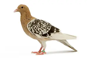 Nuremberg: Pigeon - Nuremberg Lark
