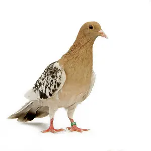 Nuremberg: Pigeon - Nuremberg Lark