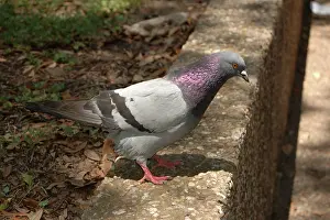 Livia: Pigeon or Rock Dove (Columba livia)