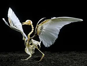 Skeletons: Pigeon Skeleton