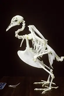 Livia: Pigeon skeleton