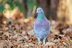 Pigeons: Pigeons (Columba livia domestica), Bavaria, Germany