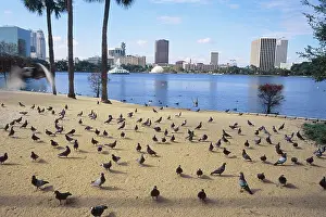 Doves: Pigeons in Eola Park, Orlando