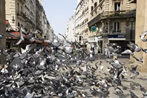 Towns: Pigeons flying away in the streets of Paris France