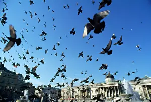Trafalgar: Pigeons - large flock in Trafalgar Square