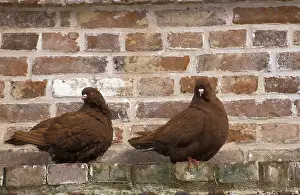 Columba: Pigeons Mondain posed along a wall France
