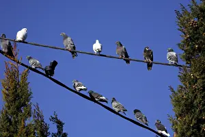 Mixture: Pigeons on a wire France