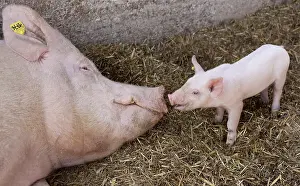 Contacts: Piglet approaching his groin to his mother France