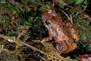 Leptodactylidae: Piglet Litter Frog