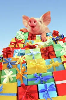 Packaging: Piglet lying on a mountain of gifts