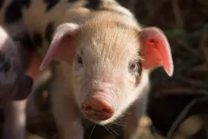 Viewed: Piglet - at an organic farm