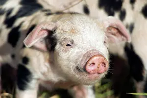 230518: Piglet (Sus scrofa domestica), on an organic farm
