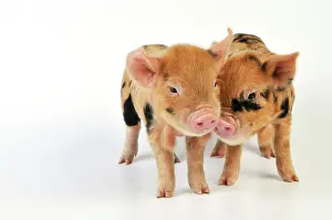 Kune: Piglets. 1 week old Kune Kune piglets
