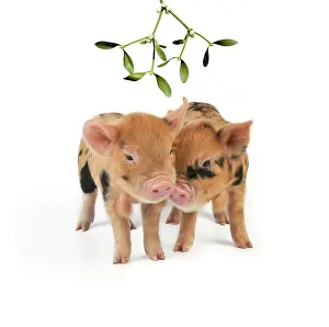Kune: Piglets. 1 week old Kune Kune piglets under Mistletoe