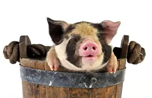 Kune: Piglets. 2 week old Kune Kune piglet in bucket