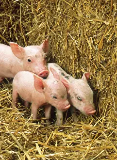 Pigpen: Piglets