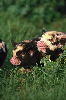 Piglets: Piglets
