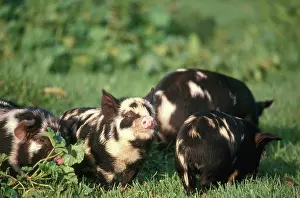 Piglets: Piglets