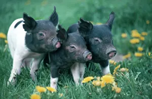 Piglets: Piglets