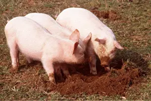 Digging: PIGLETS - DIGGING