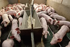 Rearing: Piglets in an industrial pig farm France