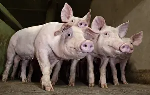 Rearing: Piglets in an industrial pig farm France