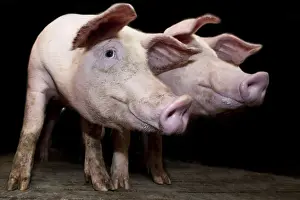 Rearing: Piglets in an industrial pig farm France