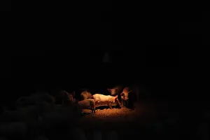 Lamps: Piglets under an infra-red lamp in an industrial breeding