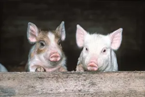 Piglets: PIGLETS - LOOKING OUT OF PEN