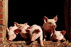 Viewed: Piglets - looking out of the stable, Othenstorf