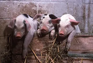 Piglets: PIGLETS - Three looking over sty wall