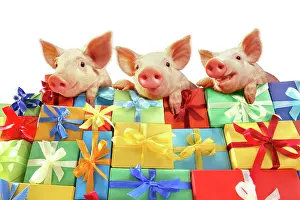Packaging: Three piglets lying on a mountain of gifts