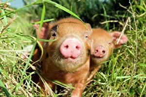 Viewed: Piglets - at an organic farm