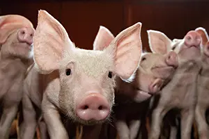 Rearing: Piglets in a piggery industrial France