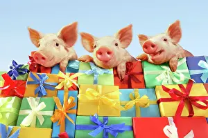 Joyful: Three piglets on a stack of gifts