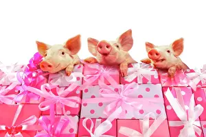 Joyful: Three piglets on a stack of pink gifts