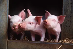 Smelling: PIGLETS - THREE AT FRONT OF STY