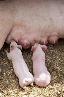 Suck: Two piglets suckling their mother France