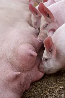 Suck: Piglets suckling their mother France