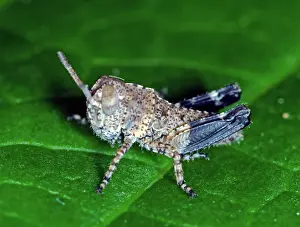 Nymph: Pigmy Grasshopper Nymph