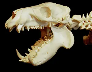 Pigmy: Pigmy Hippo skull