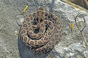 Pigmy: Pigmy Rattlesnake