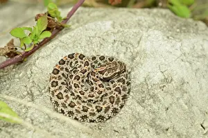 Tick: Pigmy Rattlesnake